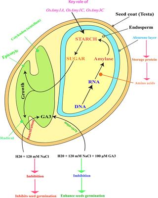 Extrinsic role of gibberellin mitigating salinity effect in different rice genotypes